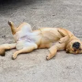 pacosanmo