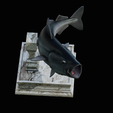 coalfish-open-mouth-statue-box-17.png COALFISH / POLLACHIUS VIRENS trophy with storage space for 3d printing