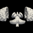2.png 3D Model of Brain with Cerebellum and Brain Stem