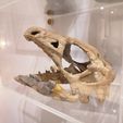 IMG_20210413_004449.jpg Dinosaur Skull - Nanosaurus