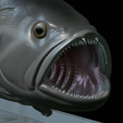White-grouper-open-mouth-statue-30.png fish white grouper / Epinephelus aeneus open mouth statue detailed texture for 3d printing