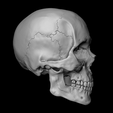 Lateral2.png Human Skull