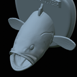 White-grouper-head-trophy-49.png fish head trophy white grouper / Epinephelus aeneus open mouth statue detailed texture for 3d printing