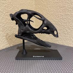 Dryosaurus Altus  - Dinosaur Skull
