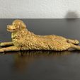 IMG_2999.jpg Australian Shepherd Sploot