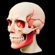 Anatomical-Head-with-Masseter-Muscle.png Anatomical Head with Masseter Muscle
