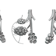 Bronchioles_Matcap_01.png Bronchioles and Alveoli Anatomy
