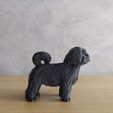 IMG_20211007_170718.jpg Low Poly Shih tzu