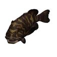 1.jpg DOWNLOAD Coral Fish 3D MODEL - ANIMATED for 3D printing - maya - 3DS MAX - UNITY - UNREAL - BLENDER - C4D - CARTOON - POKÉMON - Coral Fish Goby Epinephelinae Epinephelus bruneus