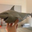 IMG_0938.jpeg Free STL file A Shark named Bruce!・3D printing model to download