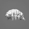 frontside.jpg Tardigrade