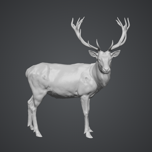 Red Deer Stag - Rome