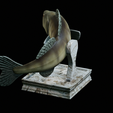 zander-trophy-12.png zander / pikeperch / Sander lucioperca fish in motion trophy statue detailed texture for 3d printing