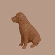 Bergamasco_Sheepdog_0013.jpg Bergamasco Sheepdog in Sitting Pose