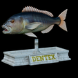 Dentex-mouth-statue-77.png fish Common dentex / dentex dentex open mouth statue detailed texture for 3d printing