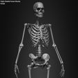 Female-Human-Skeleton-3D-Model-sculpted-by-Yacine-BRINIS-035.jpg Highly Detailed Human Skeleton (Female)
