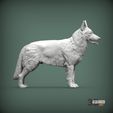Swiss-white-shepherd3.jpg Swiss white shepherd 3D print model