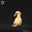 Dachshund-Wire-Haired-Pose-09-Dog-3D-Print-6s.jpeg Dachshund Wire Haired Pose 09