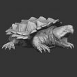 9-quad.jpg Alligator Snapping Turtle