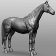 26.jpg Horse Breeds Collection