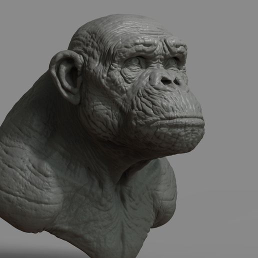 c2.jpg Chimpanzee Bust