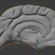 25.png 3D Model of Brain with Cerebellum and Brain Stem