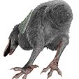 66.jpg BIRD OF PREY TERROR HORROR DEMON DEVIL RAPTOR DINOSAUR WINGS FLYING PREHISTORIC CHARIZARD TERROR BIRD ANIMATED - BLENDER - 3DS MAX - CINEMA 4D - FBX - MAYA - UNITY - UNRE / EVIL / MONSTER Dinosaur
