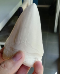 1.png Megalodon tooth