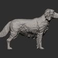Irish-red-setter7.jpg Irish red setter 3D print model