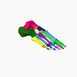 8.png SKELETON OF THE RIGHT FOOT 3D SEGMENTED - 28 PARTS