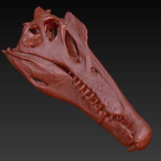 💀 Spinosaurus skull・ STL File for ・Cults