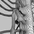 wfsub-0026.jpg Human venous system schematic 3D