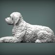 Goldendoodle-lies4.jpg Goldendoodle lies 3D printed model