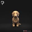 Dachshund-Smooth-Haired-Pose-04-Dog-3D-Print-10s.jpeg Teckel à poil lisse Pose 04