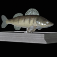 Zander-money-7.png fish sculpture of a zander / pikeperch with storage space for 3d printing