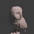 Screenshot-2024-01-05-155643.jpg Owl, Garden, cute, animal, creature, garden, statue, ornaments, garden ornaments, Owl, bird  of prey, bird