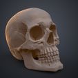 Human_Skull_Render_3Demon.652.jpg Anatomically Correct Human Skull - Homo Sapiens Sapiens
