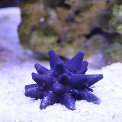 IMG_9188.jpg sea urchin for aquarium decoration