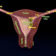 image-0069.jpg Fertilization stages of ovum
