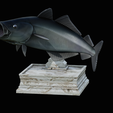 coalfish-open-mouth-statue-box-14.png COALFISH / POLLACHIUS VIRENS trophy with storage space for 3d printing