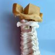 model-3.jpeg Archivo STL El modelo de la columna cervical C1-C7 con una parte del cráneo・Modelo para descargar y imprimir en 3D
