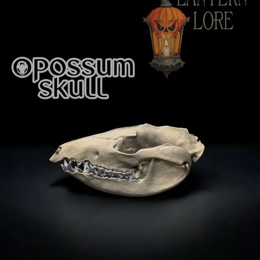 Photoroom_20241207_182101.jpg Opossum Skull