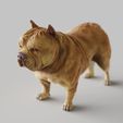 American-Bulldog.1739.jpg American Bulldog - STL & VRML COLOR FORMAT !- DOG BREED - SITTING POSE - 3D PRINT MODEL