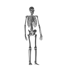 1.png Skeleton