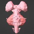 13.png 3D Model of Brain, Brain Stem and Eyes