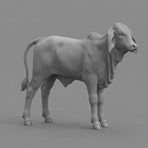 Becerro Brahman cattle
