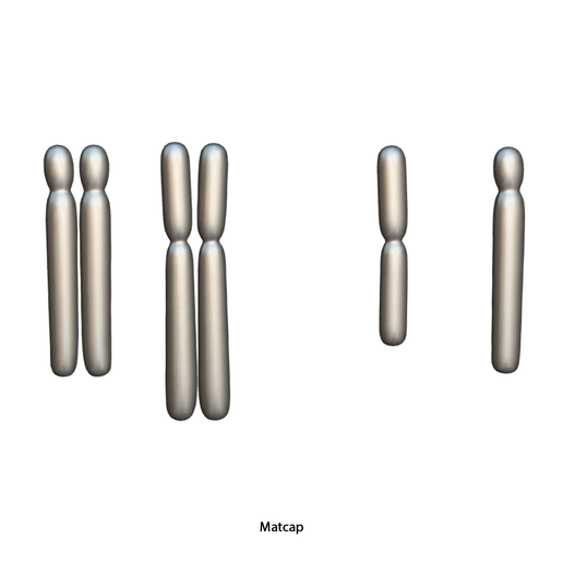 Diploid_vs_Haploid_Matcap.png Diploïde vs Haploïde