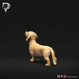 Dachshund-Miniature-Smooth-Haired-Pose-02-Dog-3D-Print-6s.jpeg Teckel miniature à poil lisse Pose 02