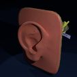 s10.pngp.jpg Ear anatomy cross section model