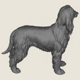 Afghan-Hound-Dog-07.jpg Afghan Hound Dog